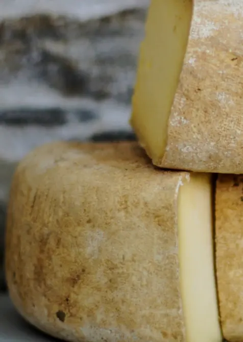 Fromage de brebis pour dégustation.
