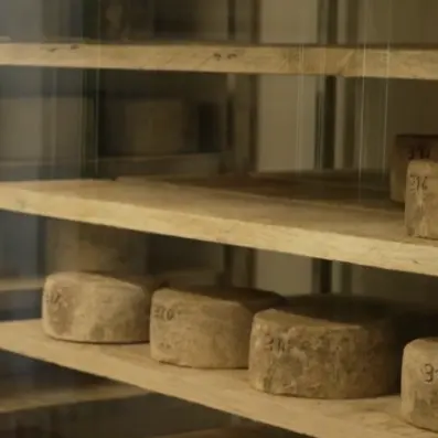 étalage de fromage de brebis.