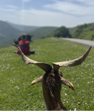 La faune du pays basque