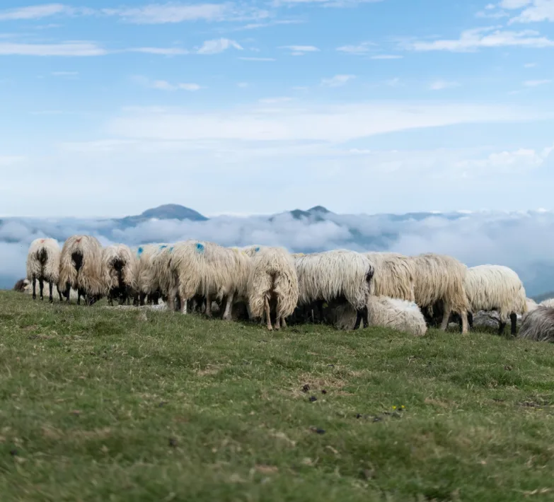 Brebis sur les montagnes du Pays Basque