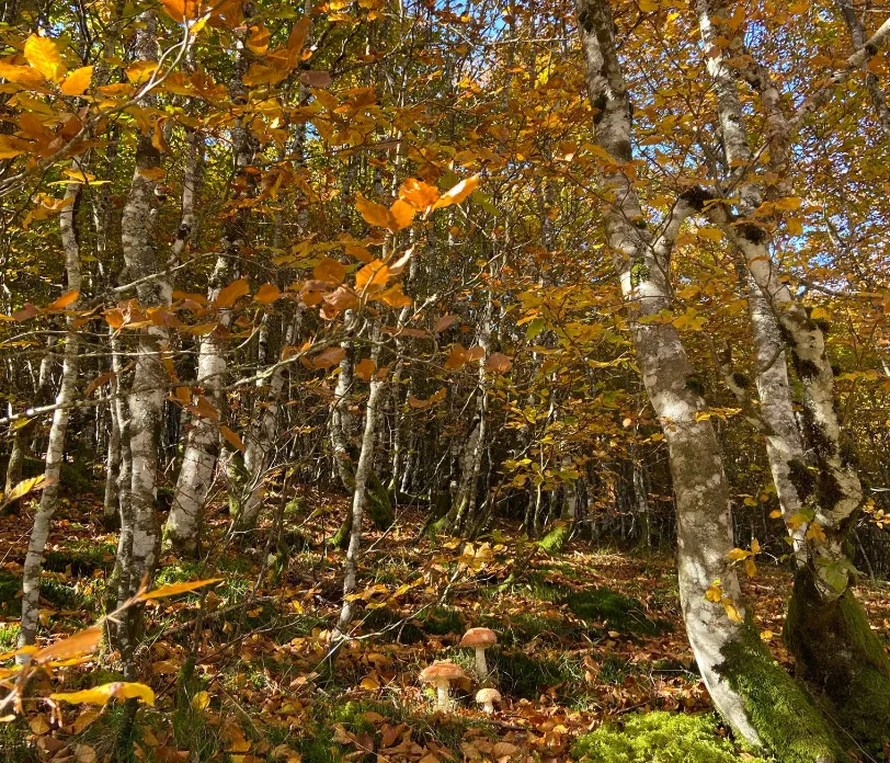 Les belles couleurs de la forêt d'iraty en automne.